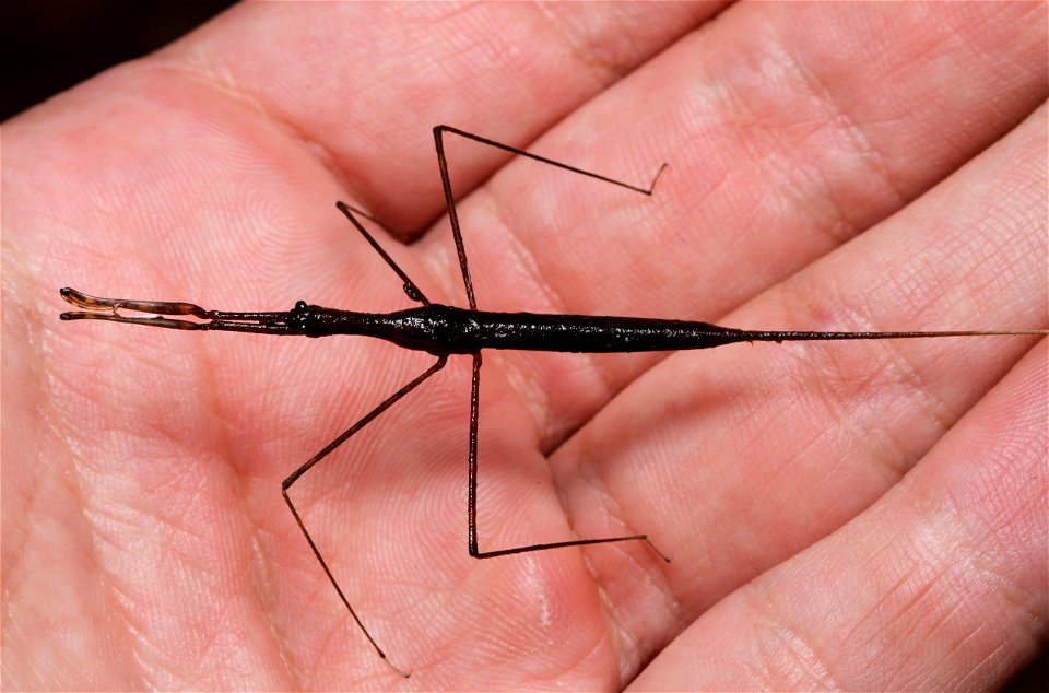 Waterscorpion (Ranatra sp.)
