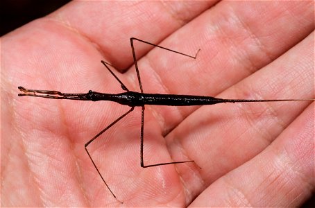 Waterscorpion (Ranatra sp.)