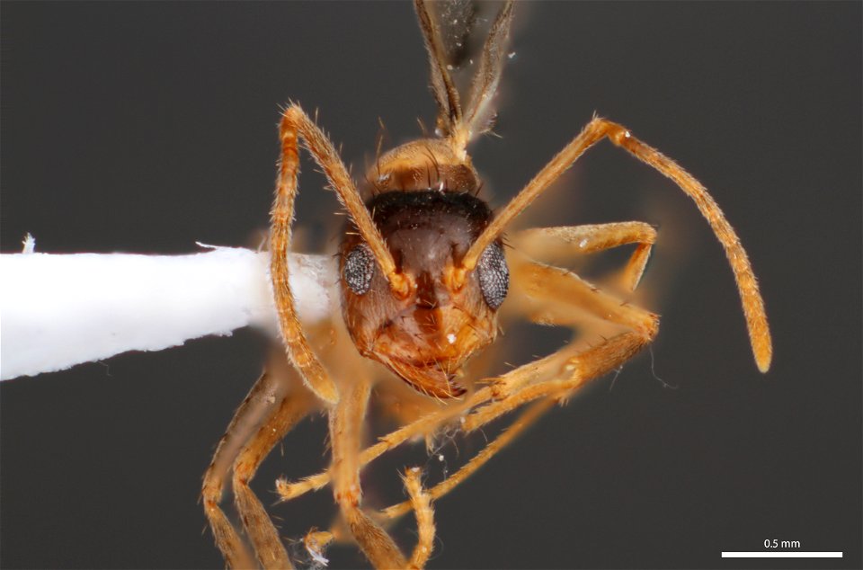 Gynandromorph, Tawny Crazy Ant (Formicinae, Nylanderia fulva (Mayr))