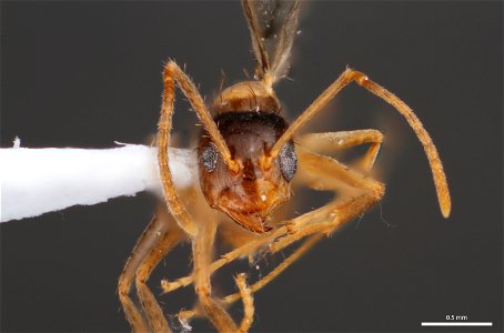 Gynandromorph, Tawny Crazy Ant (Formicinae, Nylanderia fulva (Mayr)) photo