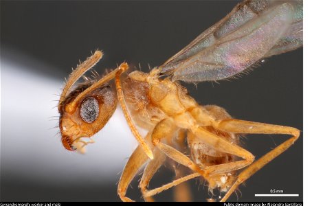 Gynandromorph, Tawny Crazy Ant (Formicinae, Nylanderia fulva (Mayr))