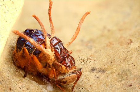 Fly infected by Cordyceps entomopathogenic fungus