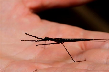 Waterscorpion (Ranatra sp.)