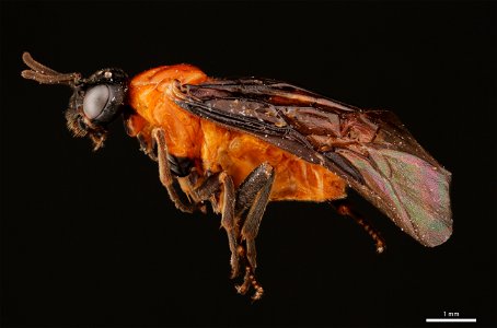 Argid sawfly (Argidae, Sphacophilus apios (Ross))