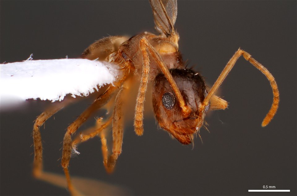 Gynandromorph, Tawny Crazy Ant (Formicinae, Nylanderia fulva (Mayr))