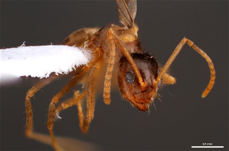 Gynandromorph, Tawny Crazy Ant (Formicinae, Nylanderia fulva (Mayr)) photo