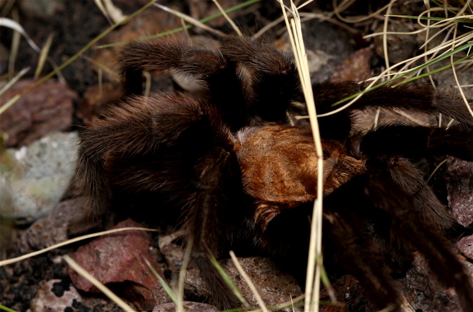 Tarantula (Theraphosidae, Aphonopelma sp.)
