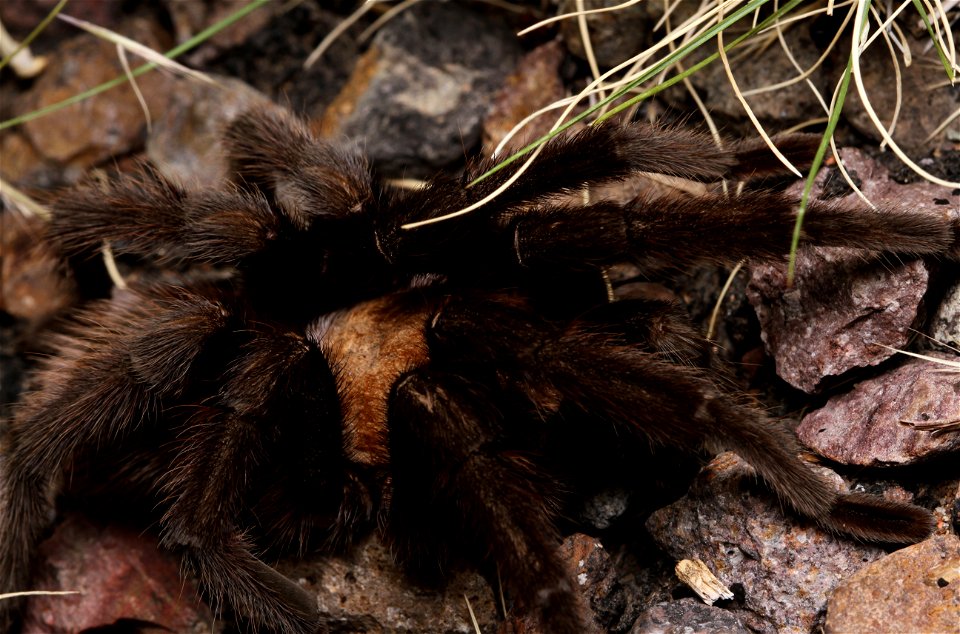 Tarantula (Theraphosidae, Aphonopelma sp.)