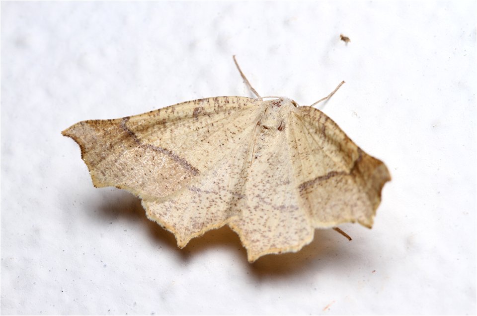 Unidentified moth (Lepidoptera)