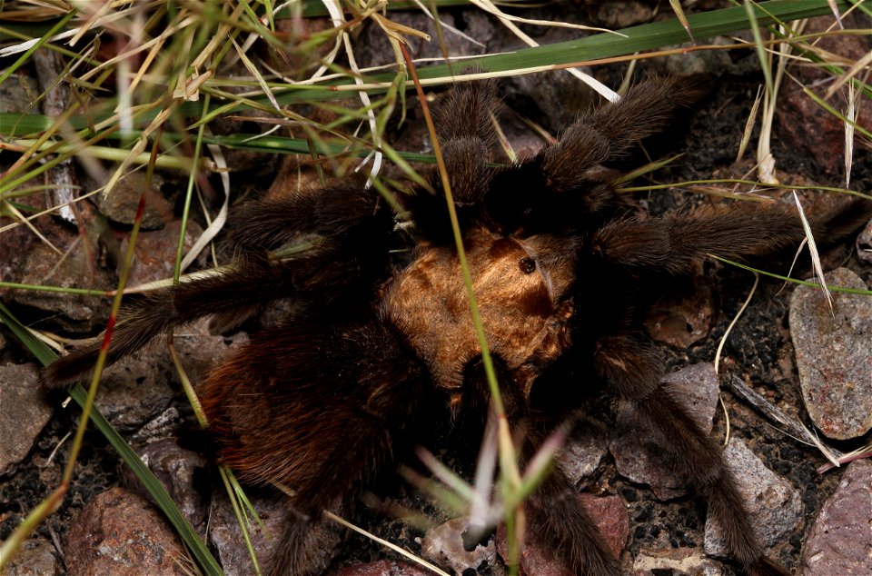 Tarantula (Theraphosidae, Aphonopelma sp.)