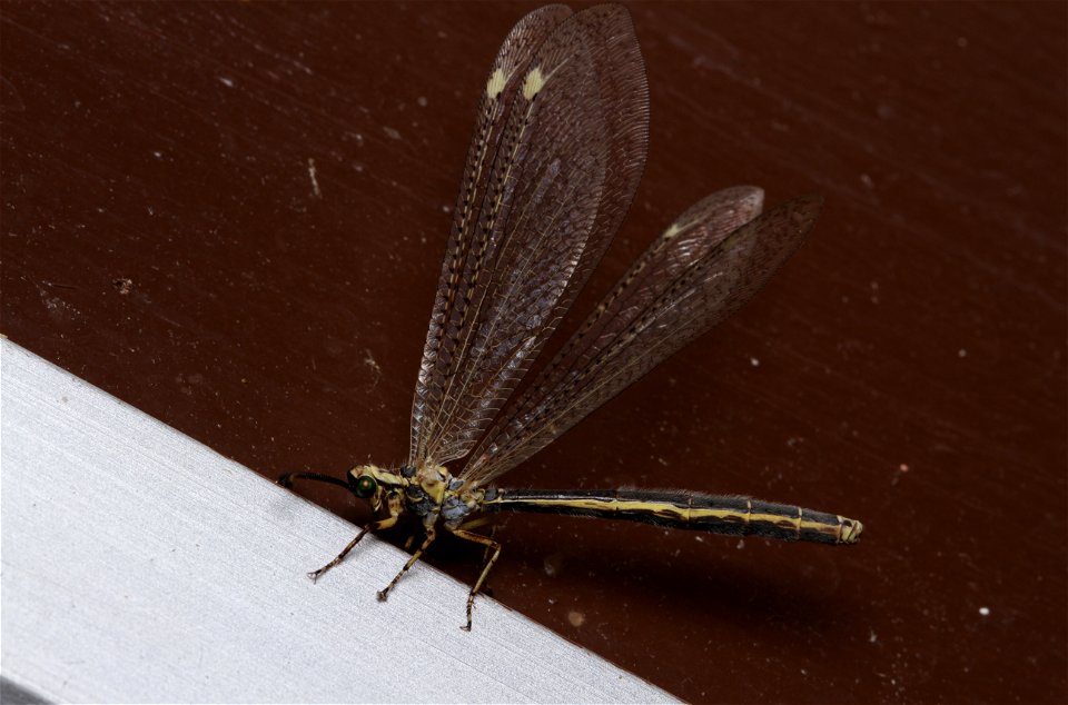 Antlion (Myrmeleontidae)