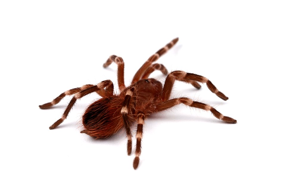 (Pet) Brazilian whiteknee tarantula (Theraphosidae, Acanthoscurria geniculata)
