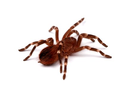(Pet) Brazilian whiteknee tarantula (Theraphosidae, Acanthoscurria geniculata)