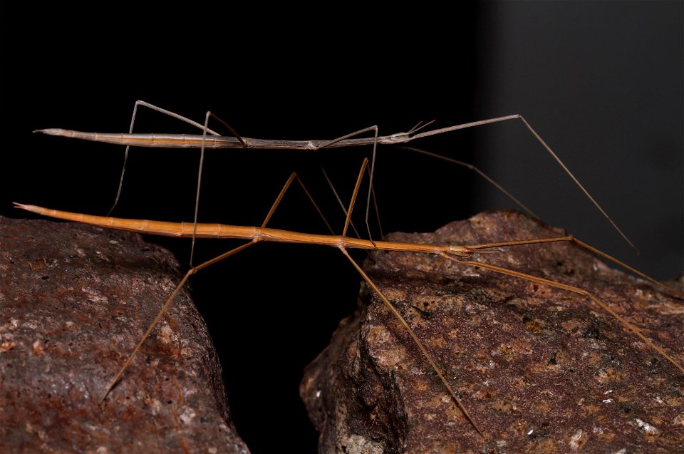 Short-horn walkingsticks (Heteronemiidae, Parabacillus hesperus (Hebard))