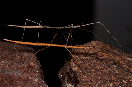 Short-horn walkingsticks (Heteronemiidae, Parabacillus hesperus (Hebard)) photo