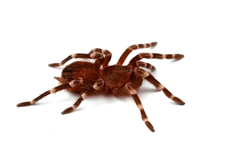 (Pet) Brazilian whiteknee tarantula (Theraphosidae, Acanthoscurria geniculata)