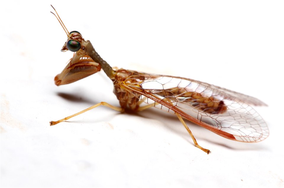 Mantidfly (Mantispidae, Dicromantispa sayi (Banks))