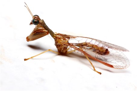 Mantidfly (Mantispidae, Dicromantispa sayi (Banks))