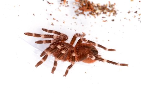 (Pet) Brazilian whiteknee tarantula (Theraphosidae, Acanthoscurria geniculata)