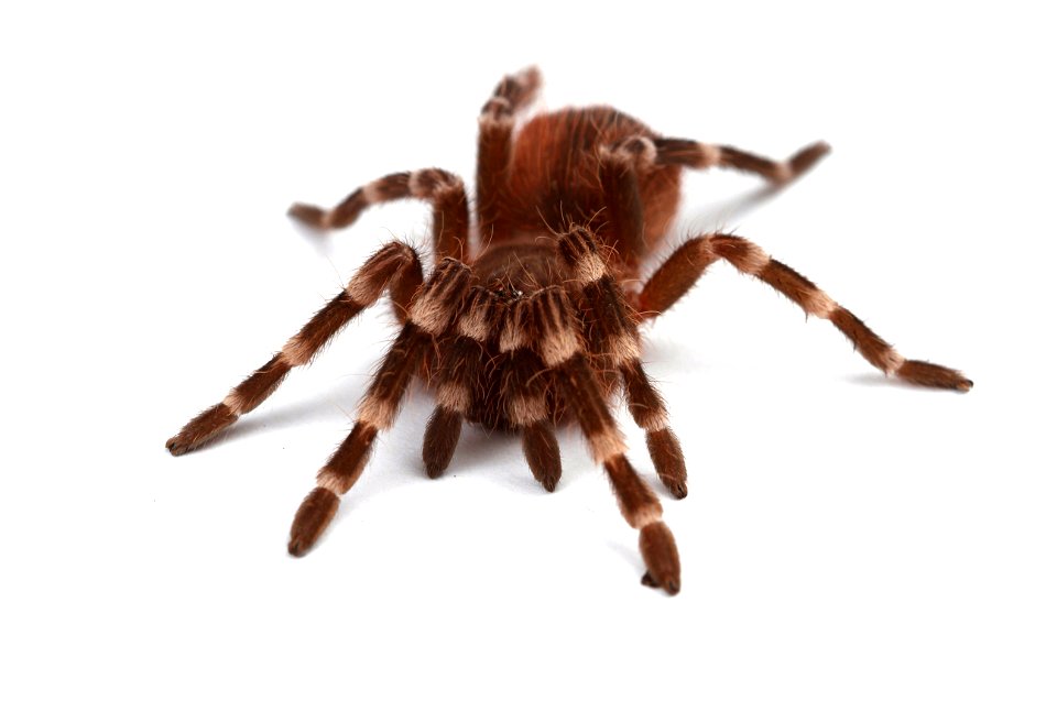 (Pet) Brazilian whiteknee tarantula (Theraphosidae, Acanthoscurria geniculata)