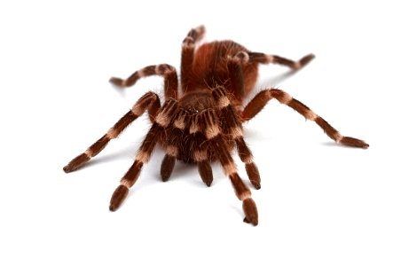 (Pet) Brazilian whiteknee tarantula (Theraphosidae, Acanthoscurria geniculata)