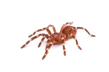 (Pet) Brazilian whiteknee tarantula (Theraphosidae, Acanthoscurria geniculata)