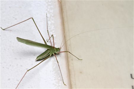 Thread-legged katydid (Tettigoniidae, Arethaea sp.) photo