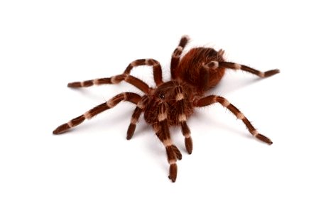 (Pet) Brazilian whiteknee tarantula (Theraphosidae, Acanthoscurria geniculata)