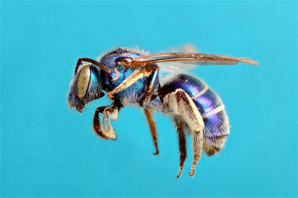 Augochloropsis metallica