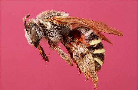Nomia tetrazonata