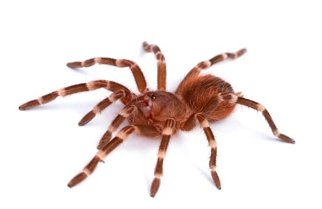 (Pet) Brazilian whiteknee tarantula (Theraphosidae, Acanthoscurria geniculata)