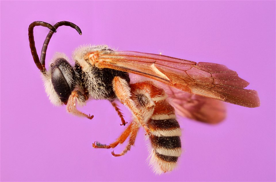 Dieunomia nevadensis arizonensis
