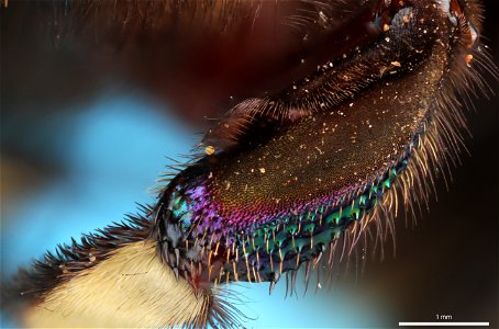 Middle tibia of orchid bee (Apidae, Eufriesea schmidtiana (Friese))