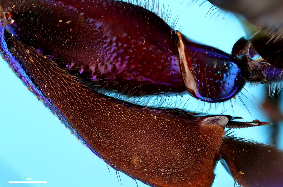 Hind femur and tibia of female orchid bee (Apidae, Exaerete frontalis (Guérin-Méneville))