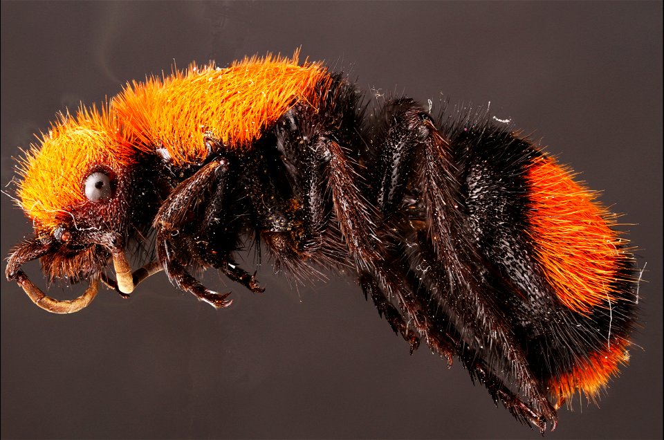 Mutillidae:Dasymutilla spp :: UTIC204973
