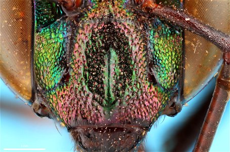 Orchid bee (Apidae, Eufriesea sp.) - Free Stock Photos | Creazilla