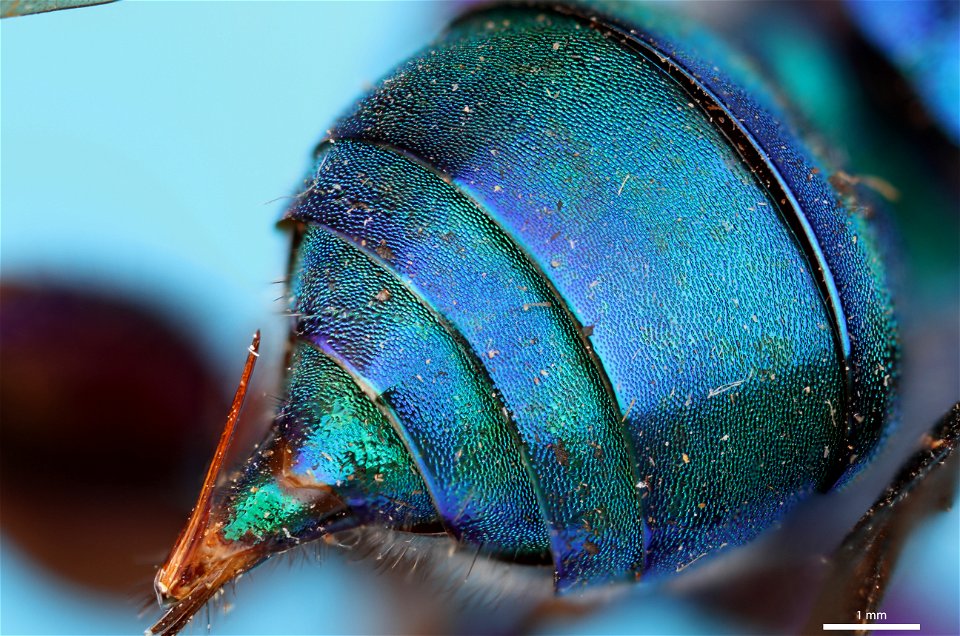 Abdomen with stinger of orchid bee (Apidae, Exaerete frontalis (Guérin-Méneville))