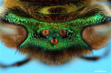 Eyes and ocelli of an orchid bee (Apidae, Euglossa hansoni (Moure)) photo