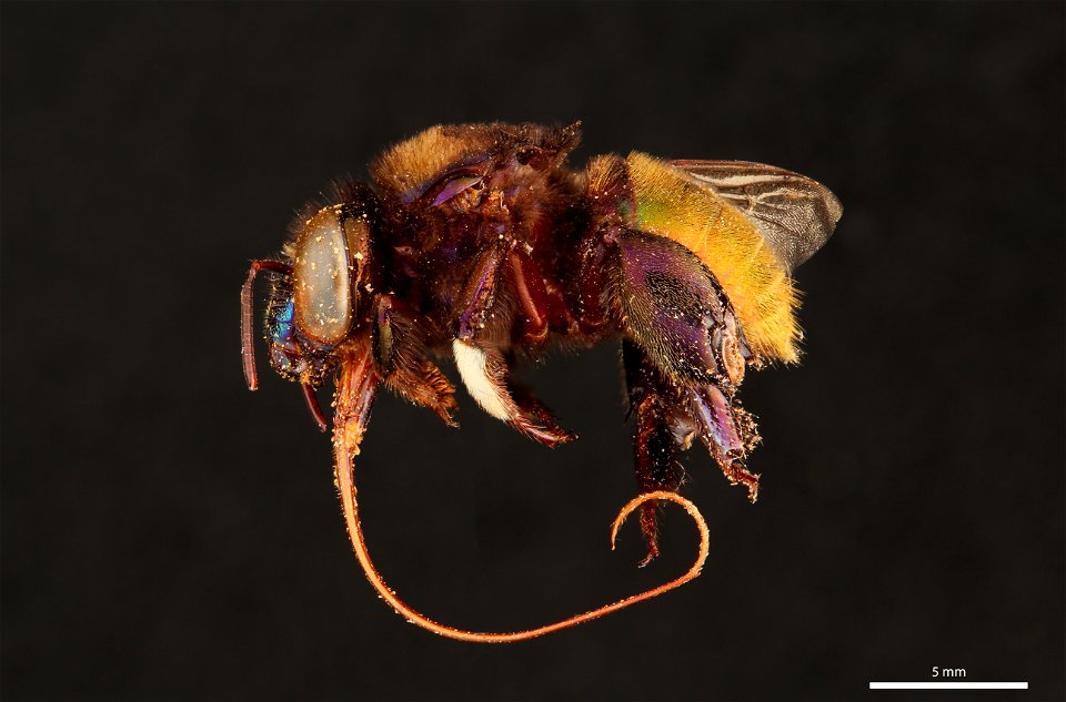 Orchid bee (Apidae, Eufriesea sp.)