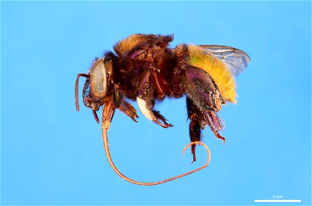 Orchid bee (Apidae, Eufriesea sp.) photo