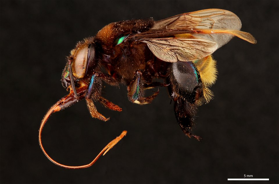 Orchid bee (Apidae, Eufriesea schmidtiana (Friese))