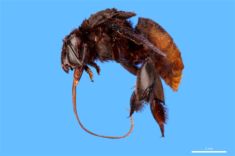 Orchid bee (Apidae, Eulaema nigrita (Lepeletier))