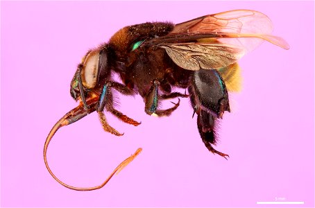 Orchid bee (Apidae, Eufriesea schmidtiana (Friese))
