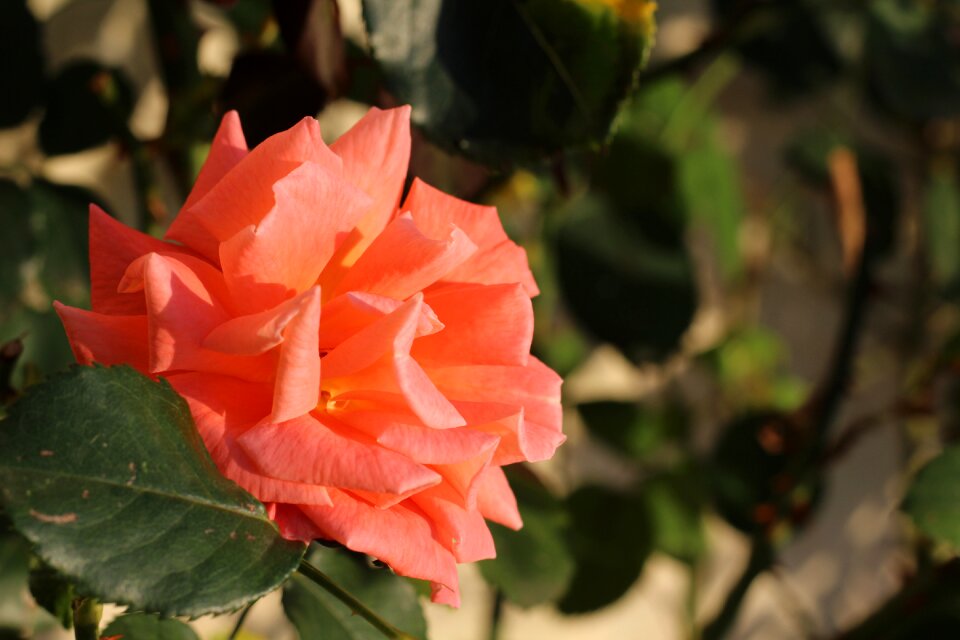 Flower flowers summer