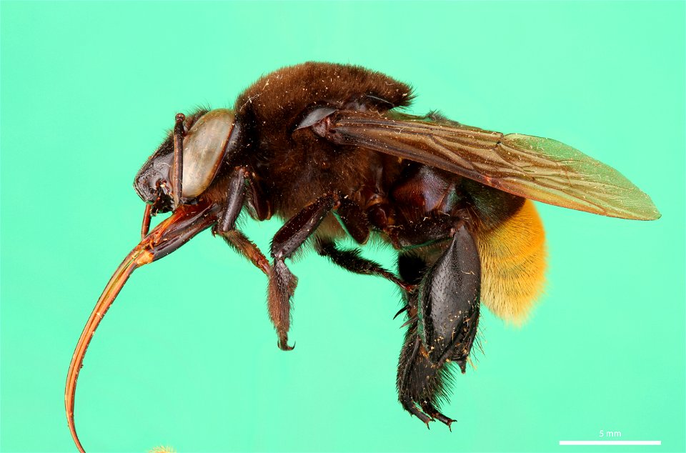 Orchid bee (Apidae, Eulaema nigrifacies (Friese))