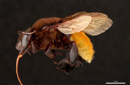 Orchid bee (Apidae, Eulaema polychroma (Mocsáry))