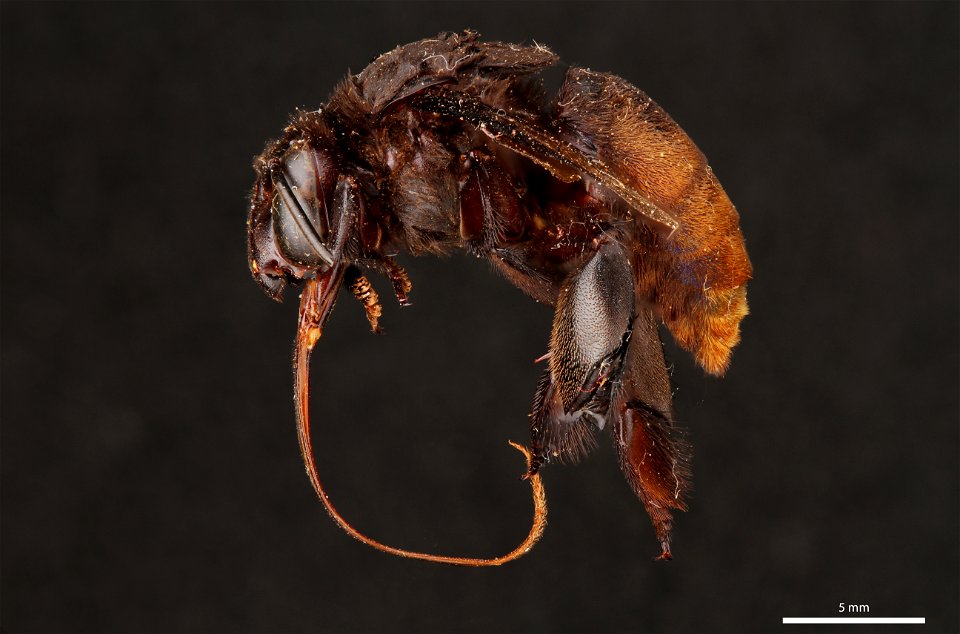Orchid bee (Apidae, Eulaema nigrita (Lepeletier))