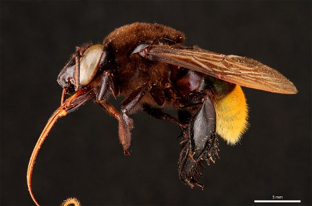 Orchid bee (Apidae, Eulaema nigrifacies (Friese))