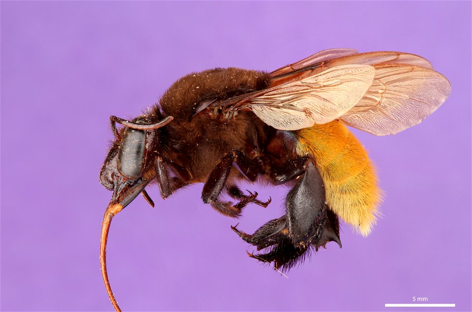 Orchid bee (Apidae, Eualema polychroma (Mocsáry))