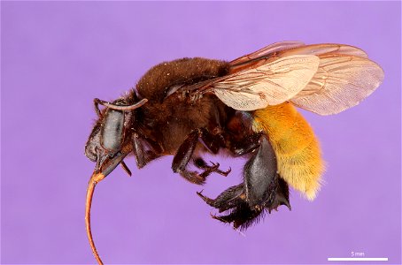Orchid bee (Apidae, Eualema polychroma (Mocsáry)) photo